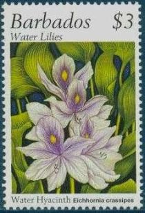 Water hyacinth (Eichhornia crassipes)