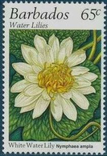 White water lily (Nymphaea ampla)