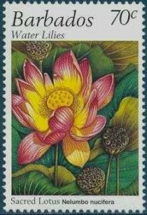 Sacred lotus (Nelumbo nucifera)