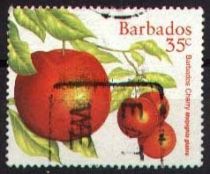 Barbados Cherry