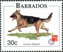 German Shepherd (Canis lupus familiaris)