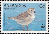 Piping Plover (Charadrius melodus)