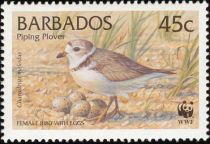 Piping Plover (Charadrius melodus)