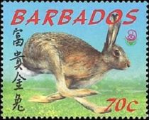 Hare (Lepus sp.)