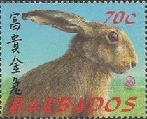 Hare (Lepus sp.)