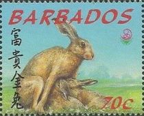 Hare (Lepus sp.)