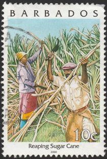 Reaping sugar cane