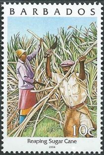 Reaping sugar cane