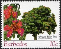 African Tulip Tree (Spathodea campanulata)