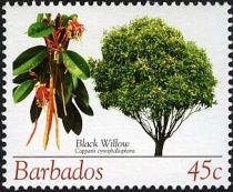 Black Willow (Capparis cynophallophora)