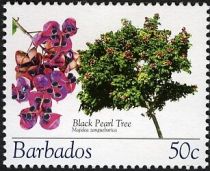 Black Pearl Tree (Majidea zanquebarica)