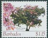 Pink Cassia (Cassia javanica)