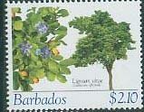 Lignum Vitae (Guaiacum officinale)