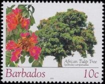 African tulip tree