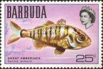 Great Amberjack (Seriola dumerili)