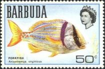 Porkfish (Anisotremus virginicus)