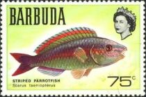 Striped Parrotfish (Scarus taeniopterus)