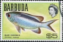 Blue Chromis (Chromis cyanea)