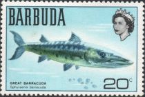 Great Barracuda (Sphyraena barracuda)