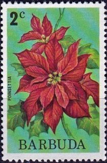 Poinsettia