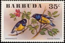 Bananaquit (Coereba flaveola)