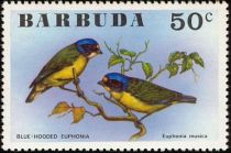 Blue-hooded Euphonia (Euphonia musica)