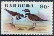 Killdeer (Charadrius vociferus)