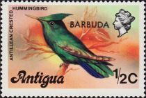 Antillean Crested Hummingbird - Overprinted