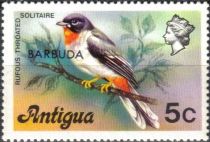 Rufous-throated Solitaire - Overprinted