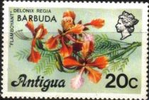 Flamboyant Tree (Delonix regia) - Overprinted