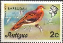 Zenaida Dove (Zenaida aurita) - Overprinted