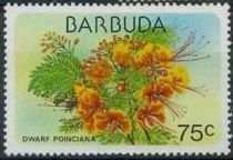 Dwarf Poinciana