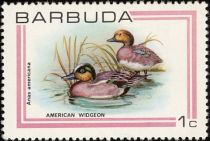 American Wigeon (Anas americana)