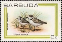 Snowy Plover (Charadrius alexandrinus)