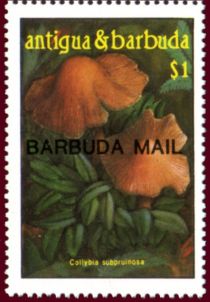 Collybia subpruinosa - Overprinted