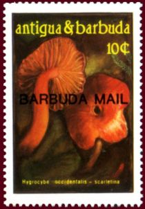 Hygrocybe occidentalis scarletina - Overprinted