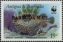 Bridled Burrfish (Chilomycterus antennatus) - Overprinted