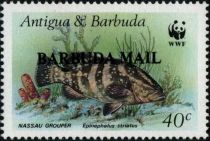 Nassau Grooper (Epinephelus striatus) - Overprinted