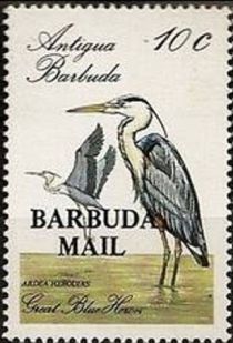 Great Blue Heron (Ardea herodias) - Overprinted