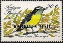 Bananaquit (Coereba flaveola) - Overprinted