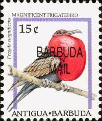 Magnificent Frigatebird (Fregata magnificens) - Overprinted