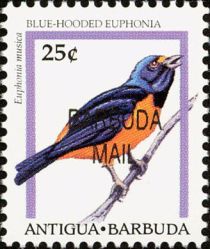 Blue-hooded Euphonia (Euphonia musica) - Overprinted