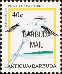 Red-billed Tropicbird (Phaethon aethereus) - Overprinted