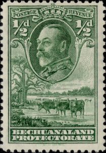 George V, Cattle (Bos primigenius taurus)