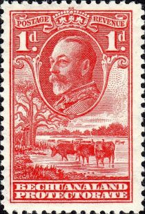 George V, Cattle (Bos primigenius taurus)