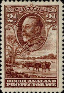 George V, Cattle (Bos primigenius taurus)