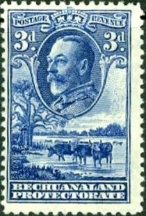 George V, Cattle (Bos primigenius taurus)