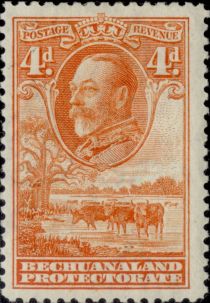 George V, Cattle (Bos primigenius taurus)