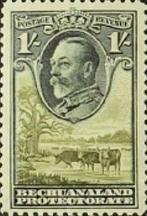 George V, Cattle (Bos primigenius taurus)