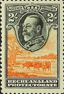 George V, Cattle (Bos primigenius taurus)